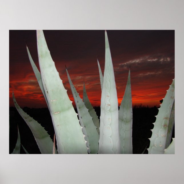 Poster Coucher de soleil d'Agave (Devant)