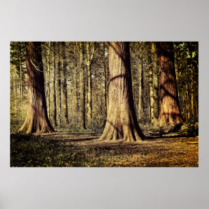 Poster Coucher de soleil dans la forêt