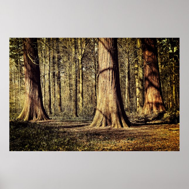 Poster Coucher de soleil dans la forêt (Devant)