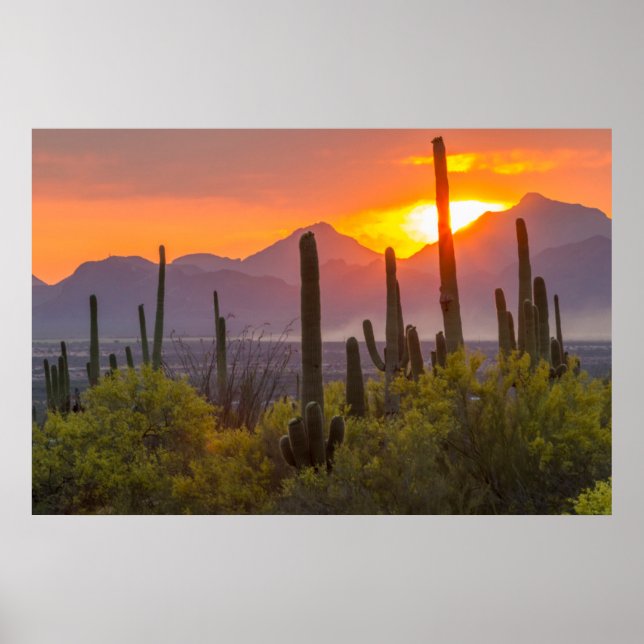 Poster Coucher de soleil de cactus du désert, Arizona (Devant)