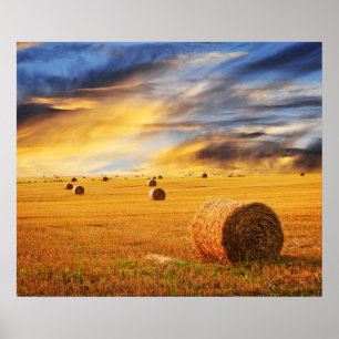 Poster Coucher de soleil d'or sur le terrain agricole