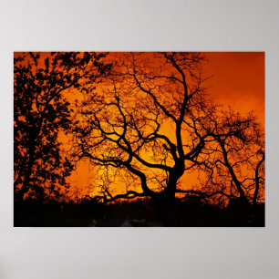 Poster Coucher de soleil orange