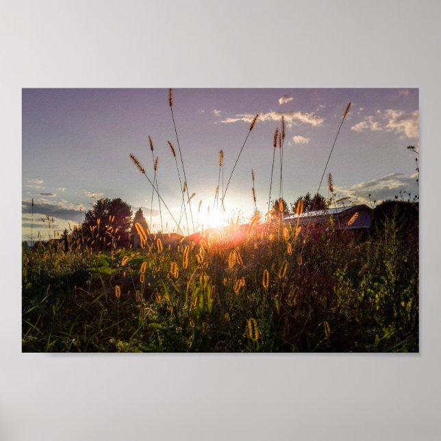 Poster Coucher de soleil romantique dans les champs (Graz (Devant)