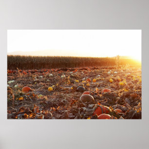 Poster Coucher de soleil sur le jardin de citrouilles C