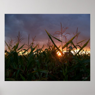 Poster Coucher de soleil sur le maïs - Imprimer