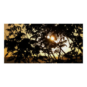 Poster Coucher du soleil à travers les arbres I Photograp