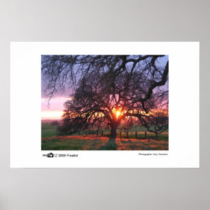 Poster Coucher du soleil de chêne - photo du finaliste