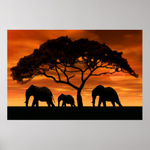 Poster Coucher du soleil d'éléphant d'acacia