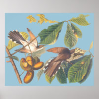 Coucou à bec jaune Audubon
