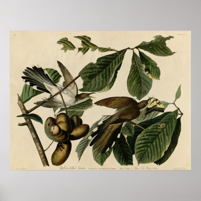 Poster Coucou à bec jaune Les oiseaux d'Amérique Audubon (Devant)
