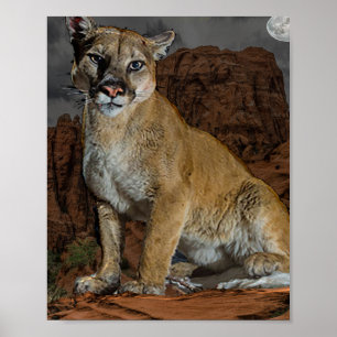 Poster Cougar