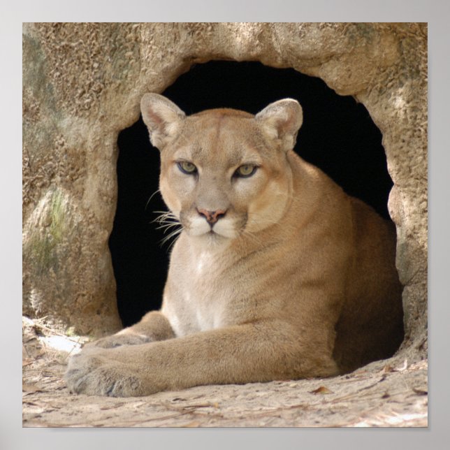 Poster Cougar 014 (Devant)