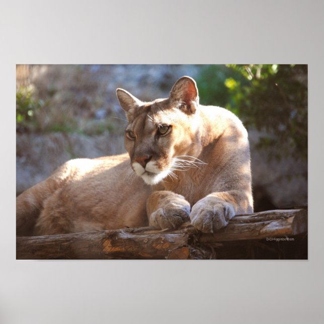 Poster Cougar 1 (Devant)