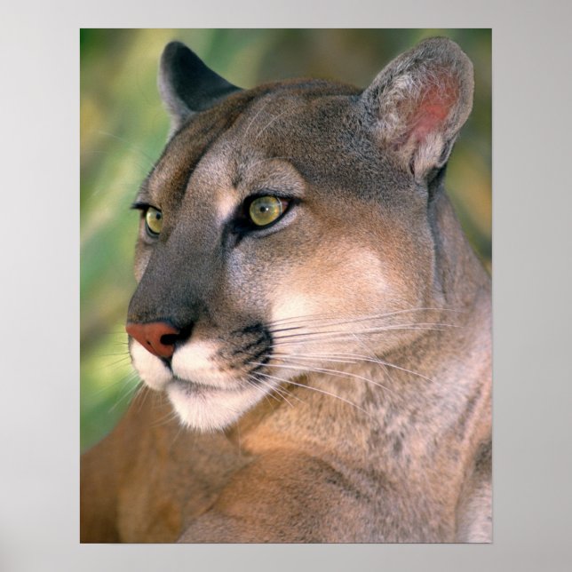 Poster Cougar, Californie (Devant)