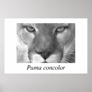 Poster Cougar-Puma concolor