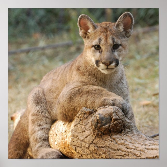 Poster cougarCub4-10x10 (Devant)