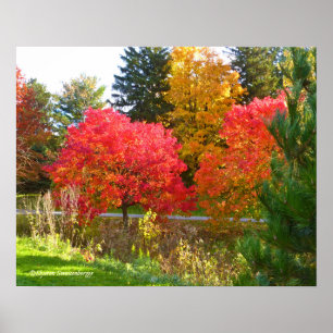 POSTER COULEUR "AUTOMNE LIGHT"/CHUTE À TOLEDO BOTANIQUE