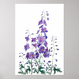 Poster couleur d'aquarelle violette bleu delphinium