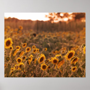 Poster Couleur de soleil sur le terrain rural 16x20 