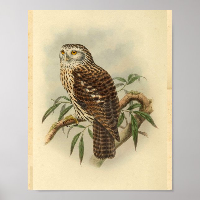 Poster Couleur d'oiseau de la Chouette de Salvadori Vinta (Devant)