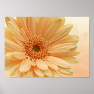 Poster couleur douce de pêche de Marguerite-gerbera.