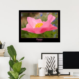 Poster Couleur encadrée Pink Poppy Photo Gros plan