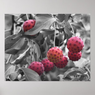 Poster Couleur partielle de Fruit de Dogwood Rouge