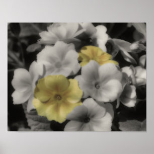 Poster Couleur partielle de la fleur de Primrose jaune