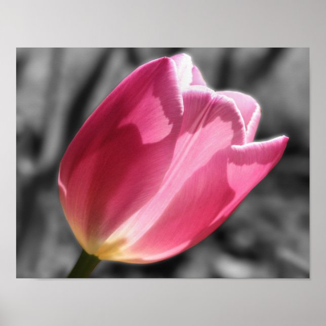 Poster Couleur partielle de la fleur de tulipe rose (Devant)