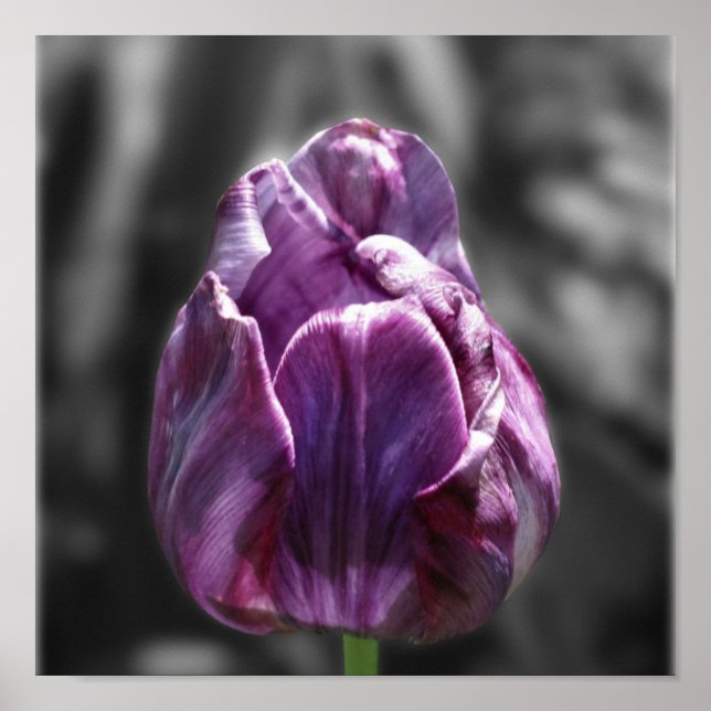 Poster Couleur partielle de la fleur de tulipe violette (Devant)