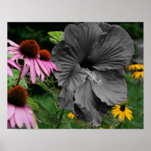 Poster Couleur partielle de la fleur Hibiscus