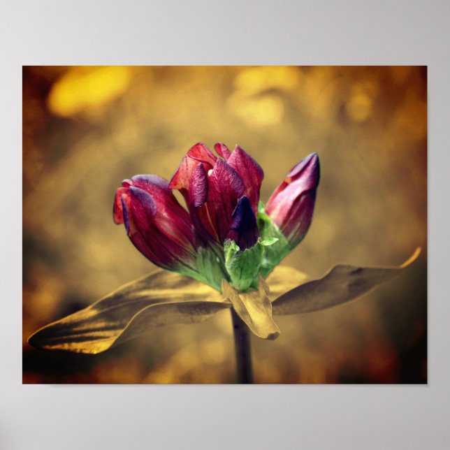 Poster Couleur partielle de la fleur rouge Gentienne Sepi (Devant)
