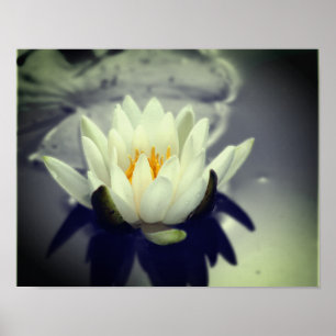 Poster Couleur partielle de la lys Lotus d'eau blanche