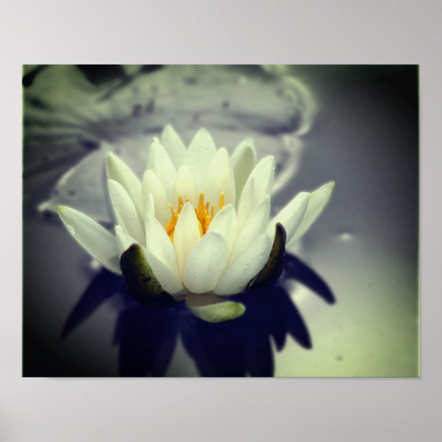 Poster Couleur partielle de la lys Lotus d'eau blanche (Devant)