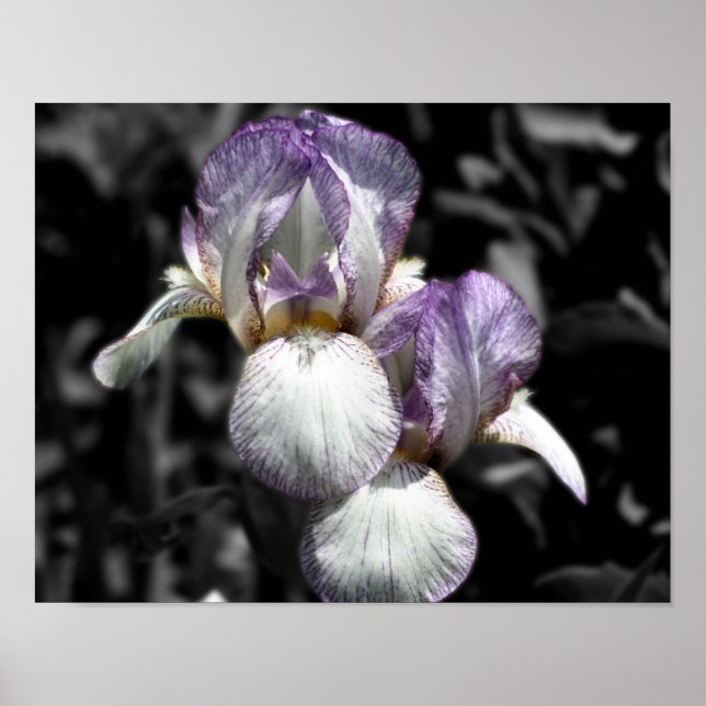 Poster Couleur partielle de la paire de fleur Iris (Devant)