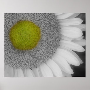 Poster Couleur partielle des pétales de tournesol