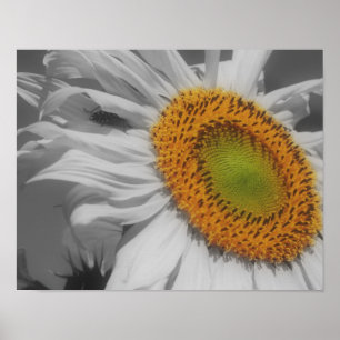 Poster Couleur Partielle Du Fleur De Tournesol Et De L'In