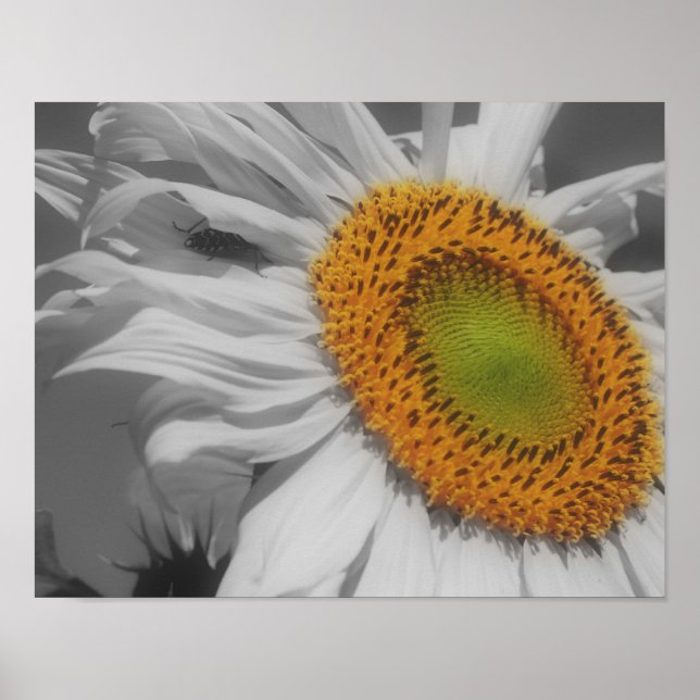 Poster Couleur Partielle Du Fleur De Tournesol Et De L'In (Devant)