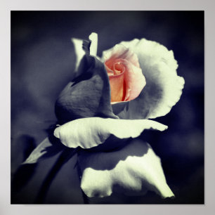 Poster Couleur Partielle Noir Et Blanc De Rosebud