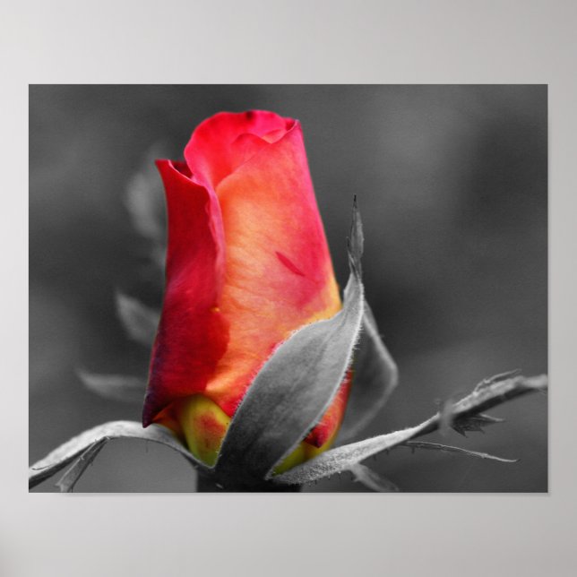 Poster Couleur partielle rouge Rosebud (Devant)