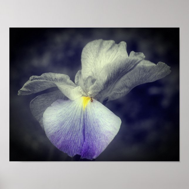 Poster Couleur partielle violet iris japonais (Devant)
