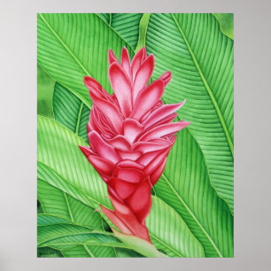 Poster Couleur pour aquarelle de gingembre rouge