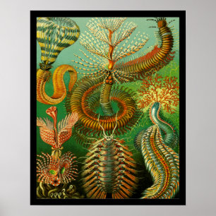 Poster Couleur sous-marine