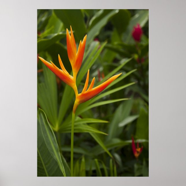 Poster Couleur tropicale (Devant)