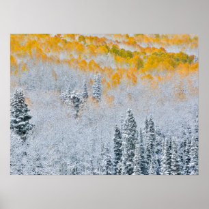 Poster Couleurs d'automne des Aspens Montagnes Rocheuse