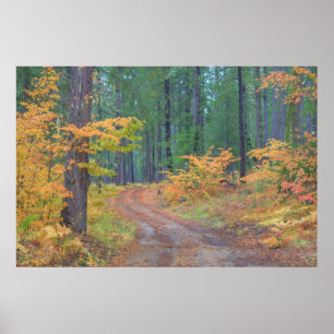 Poster Couleurs d'automne des forêts dans The Cascade 2
