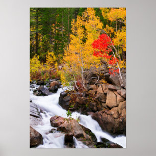 Poster Couleurs d'automne le long de Bishop Creek, CA