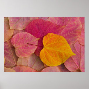 Poster Couleurs d'automne sur feuilles tombées de Forest