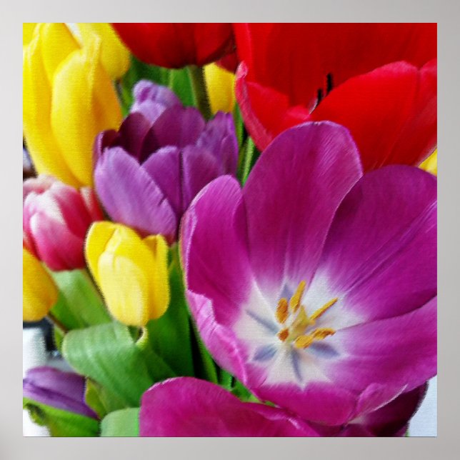 Poster couleurs des tulipes (Devant)