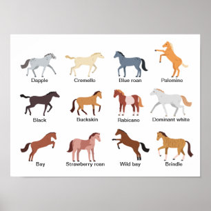 Poster Couleurs du manteau de cheval